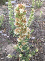 Phacelia hydrophylloides