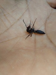 Pachycondyla crassinoda