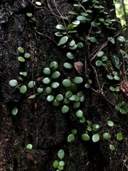 Lemmaphyllum microphyllum