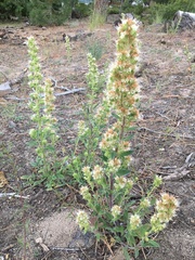 Phacelia hydrophylloides