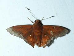 Dyscophellus porcius