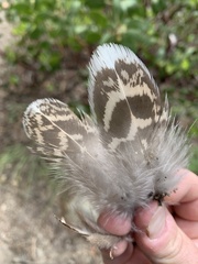 Dendragapus fuliginosus