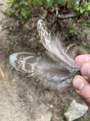 Dendragapus fuliginosus