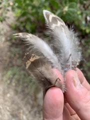 Dendragapus fuliginosus