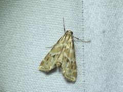Petrophila avernalis