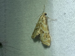 Petrophila avernalis