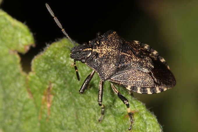 Rhacognathus punctatus (Hétéroptères Pentatomoidea de France ...