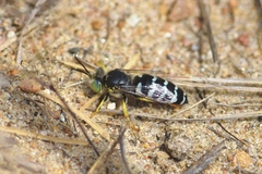 Bembix americana spinolae