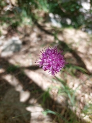 Allium przewalskianum