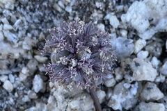 Oreonana clementis