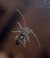 Eupogonius tomentosus