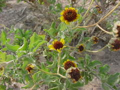Encelia palmeri