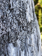 Parmeliopsis hyperopta