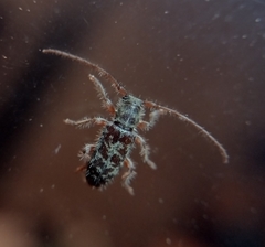 Eupogonius tomentosus