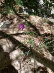 Allium przewalskianum