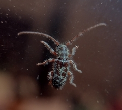 Eupogonius tomentosus