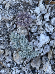 Oreonana clementis
