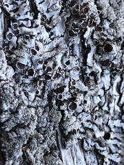 Parmeliopsis hyperopta