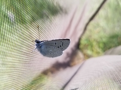 Icaricia icarioides blackmorei