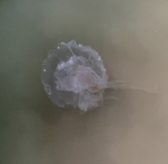 Chrysaora chesapeakei