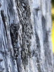 Parmeliopsis hyperopta