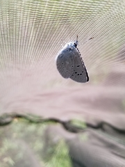 Icaricia icarioides blackmorei
