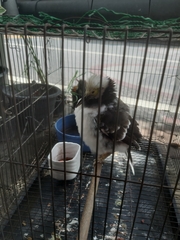 Gracupica nigricollis