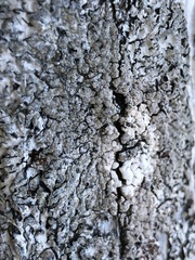 Parmeliopsis hyperopta