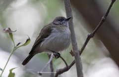 Gerygone magnirostris