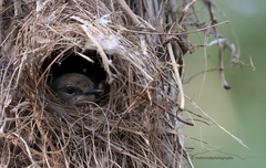 Gerygone magnirostris