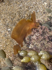 Cristiceps aurantiacus