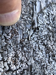 Parmeliopsis hyperopta