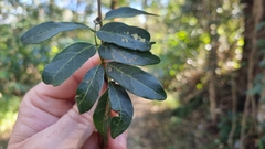 Derris involuta