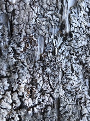 Parmeliopsis hyperopta