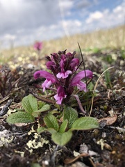 Pedicularis sudetica