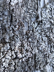 Parmeliopsis hyperopta