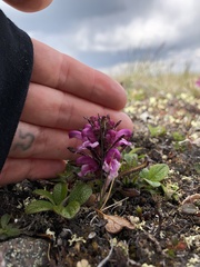 Pedicularis sudetica