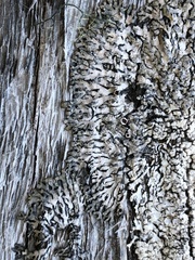 Parmeliopsis hyperopta