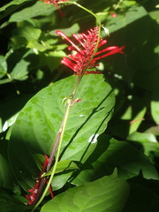 Odontonema