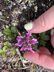 Pedicularis sudetica