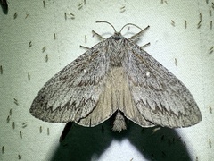 Gloveria arizonensis