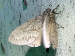 Gloveria arizonensis