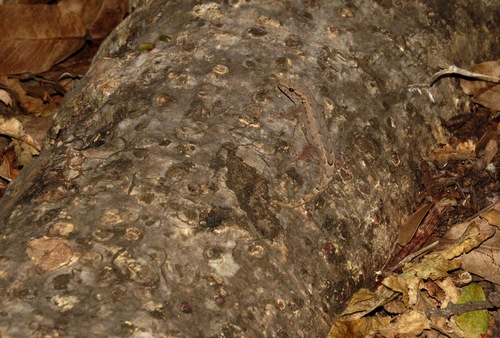 Lygodactylus tolampyae