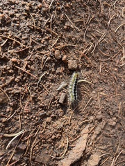Lophocampa ingens