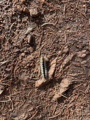 Lophocampa ingens