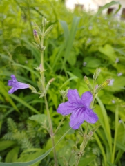 Ruellia nudiflora