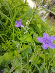 Ruellia nudiflora