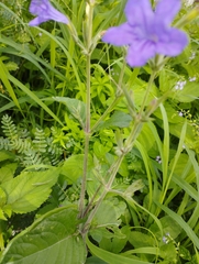 Ruellia nudiflora