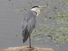 Ardea cinerea