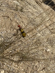 Tegrodera aloga